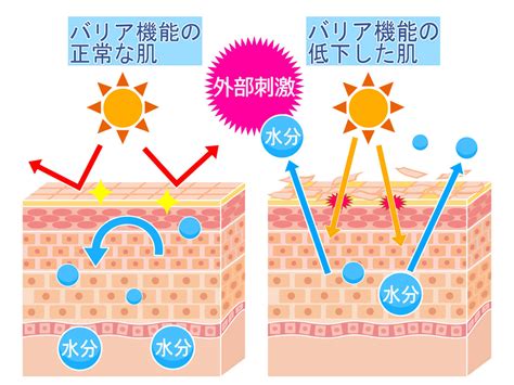 健康的皮膚|健康な肌の条件とは？肌トラブルの種類や美肌になるためのケア。